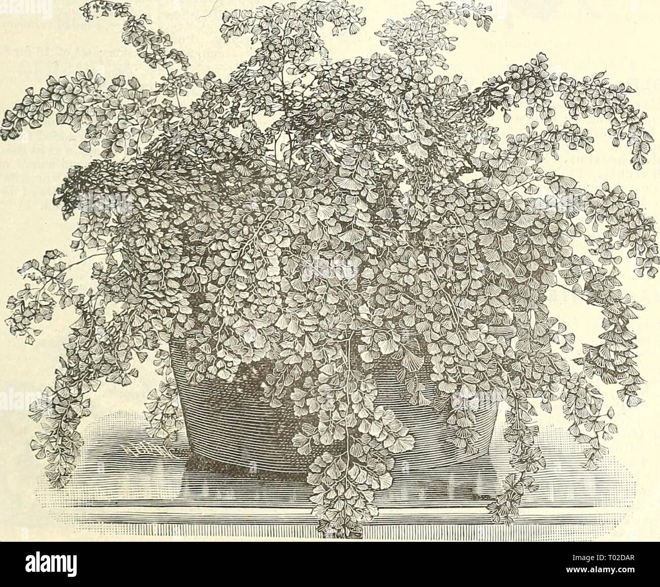 Dreer's garden calendar : 1891 . dreersgardencale1891henr Year: 1891  FOR GARDEN AND GREENHOUSE. Ill FERN S—Continued. Actiniopteris Radiata. A pretty, small tufted species, not uulike iu growth to a miniature Fau-Palm ; tliis species requires a liigh temperature to be well grown. 50 cts. Asplenium Belaiigeri. Au easy growing species, with pretty divided pinnas. 25 cts. Alsophila Australis. Australian tree-fern, a very rapid growing species. 25 cts., 50 cts. and $1.00 each. Ptcris Tricolor. A beautiful variety, with ])retty variegated foliage. Aneiiiidicton Phyllitides. 25 cts. Blechuuin Brazi Stock Photo