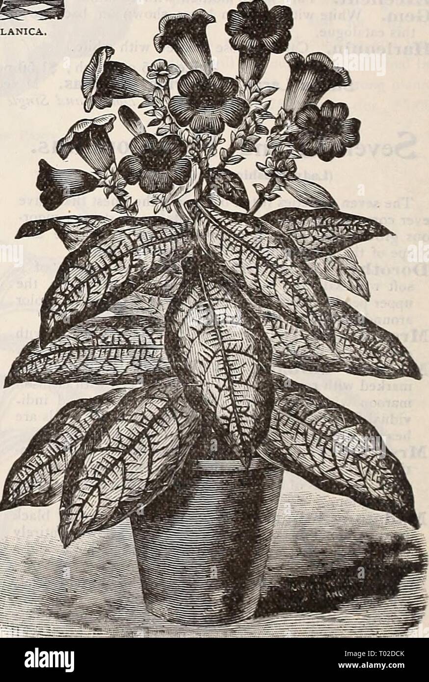 Dreer's garden calendar : 1898 . dreersgardencale1898henr Year: 1898 Strobilanthbs Dvhrianus, Stock Photo