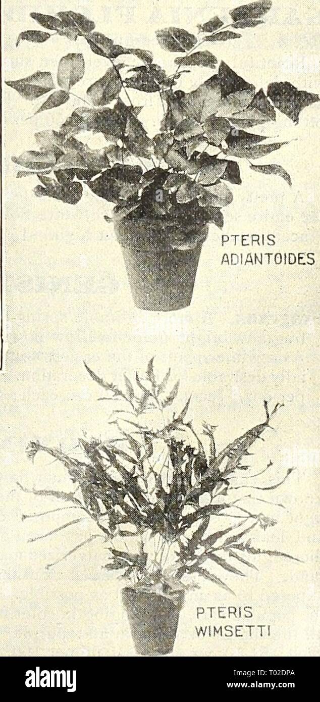 Dreer's garden calendar : 1903 . dreersgardencale1903henr Year: 1903  PTERIS CRETICA ALBO-LINEATA    PTERIS WIMSETTI Stock Photo