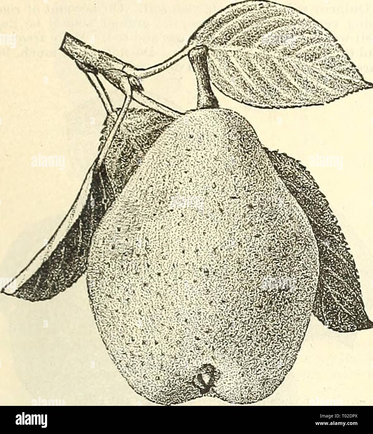 Best crab picture hires stock photography and images Alamy