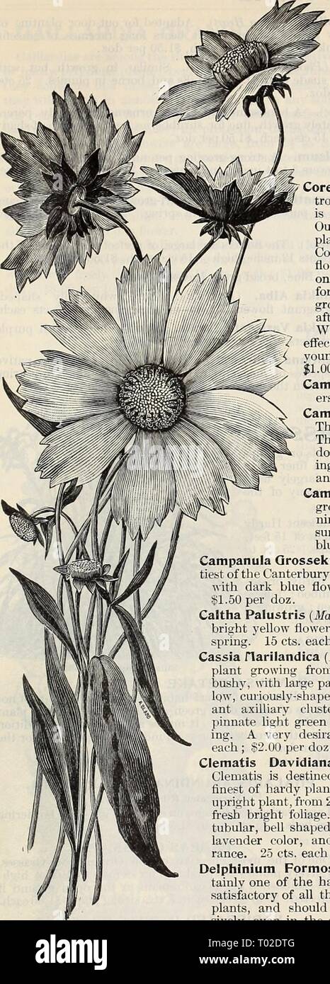 Dreer's garden calendar : 1897 . dreersgardencale1897henr Year: 1897  SELECT HARDY PLANTS. 139    Boltonia Asteroides. A beautiful native plant growing 4 to 5 feet high, producing white aster-like flowers. 25 cts. each; §2.50 per doz. Boltonia Latisquama. A pretty pink flowering sort, tinged with lavender; very desirable. 25 cts. each; §2.50 per doz. Bocconia Cordata. A noble hardy perennial, beautiful in foliage and flower, and admirably adapted for planting in the shrubbery borders, centre of beds, and in bold groups in almost any position. It is a mucb neglected plant, and when better known Stock Photo
