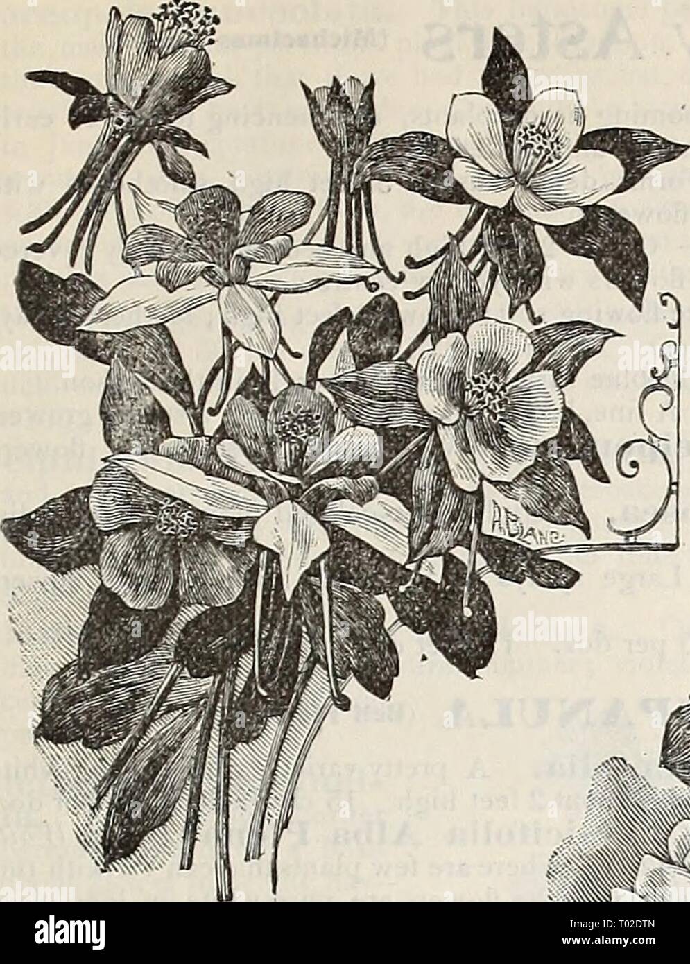 Dreer's garden calendar : 1898 . dreersgardencale1898henr Year: 1898  SELECT LIST OF HARDY PERENNIALS.    Aquilegia Glandulosa. ANEMONE JAPONICA. One of the most beautiful of ihe hardy herbaceous plants. They com- mence to open their lich-colored blooms in August, and continue to incrense in beauty until cut by frost. They thrive l)est in a light, rich, moist soil, and should not be transplanted more than is necessary. Alba. Pure white, yellow centre and dark eye. Elegaus. Carmine, yellow centre, dark eye. Liady Ardilaiin. A pure white variety, with broad, overlapping petals. Whirlwind.. A sem Stock Photo