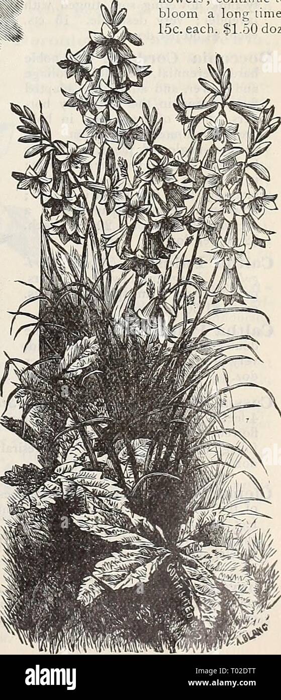 Dreer's garden calendar : 1898 . dreersgardencale1898henr Year: 1898  Al4illBRICUM LlLIASlKUM. Stock Photo