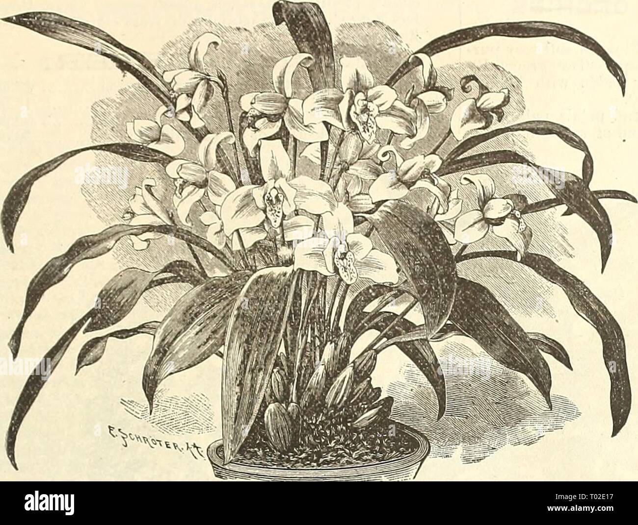 Dreer's garden calendar : 1891 . dreersgardencale1891henr Year: 1891  rOR GARDEN AND GREENHOUSE. m    Lycaste Skinneri. COOL GREENHOUSE ORCHIDS. Continued. liSelia Autumiialis, A lovely and showy Orchid. It produces on spikes its blooms of from six to nine ; the sepals and petals are of a beautiful purple color; lip rose and white, with yellow in the centre; the flowers are four inches across; December and January. $1.50 to 83.00. Xiselia Autumiialis Atrorubens. Flowers rich red- dish or magenta purple, deepest towards the tips of the sepals and petals, especially so on the upper part, while t Stock Photo