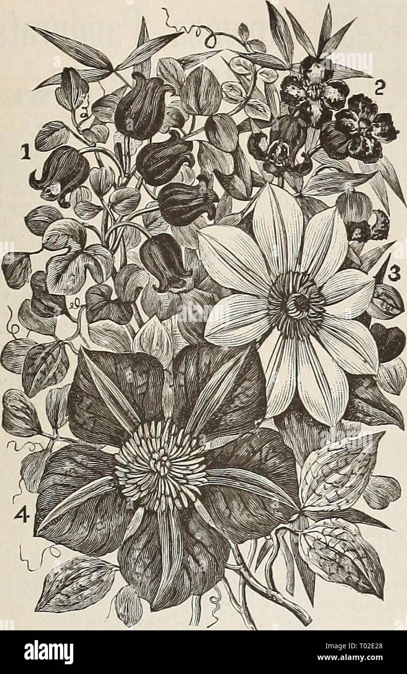 Dreer's garden calendar for 1892 : a catalogue of choice vegetable, field and flower seeds new, rare and beautiful plants garden implements and fertilizers . dreersgardencale1892henr Year: 1892  HARDY CLIMBING PLANTS. 137    I. Coccinea 2. Crispa. 3. Anderson Henryi. 4. Jackmanni. Clematis. The attention paid this class of plants by growers has re- sulted in the production of many charming varieties bearing magnificent flowers of suberb coloring. For covering walls, trellises or verandas, old trees or ruins, or as specimens on the lawn or in borders, or for massing in large beds on the lawn, t Stock Photo
