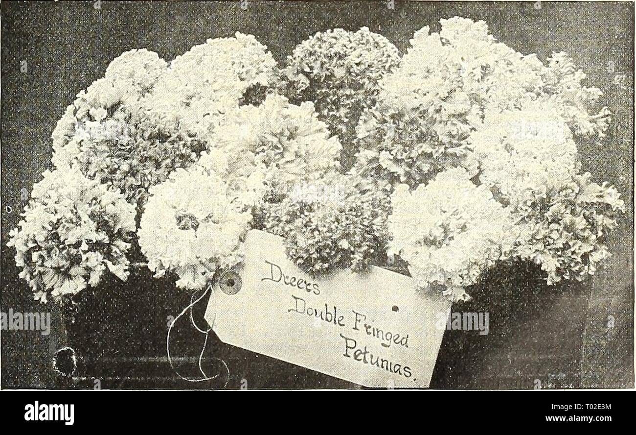 Dreer's garden calendar : 1903 . dreersgardencale1903henr Year: 1903  Pentas Lanceolata Stock Photo