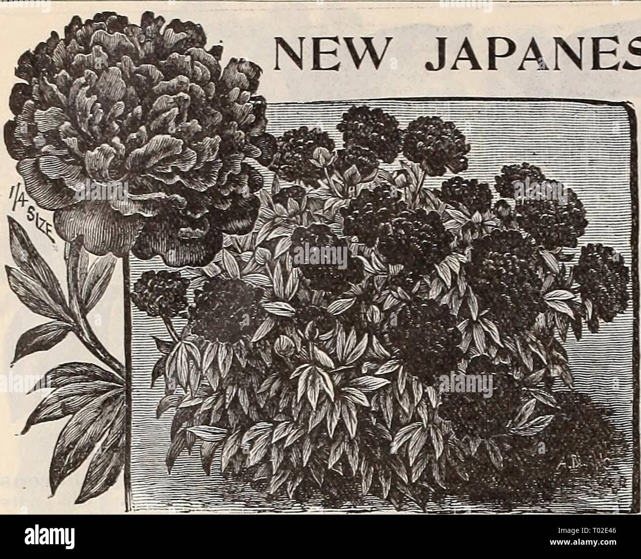 Japanese Tree Peonies Stock Photos Japanese Tree Peonies - 