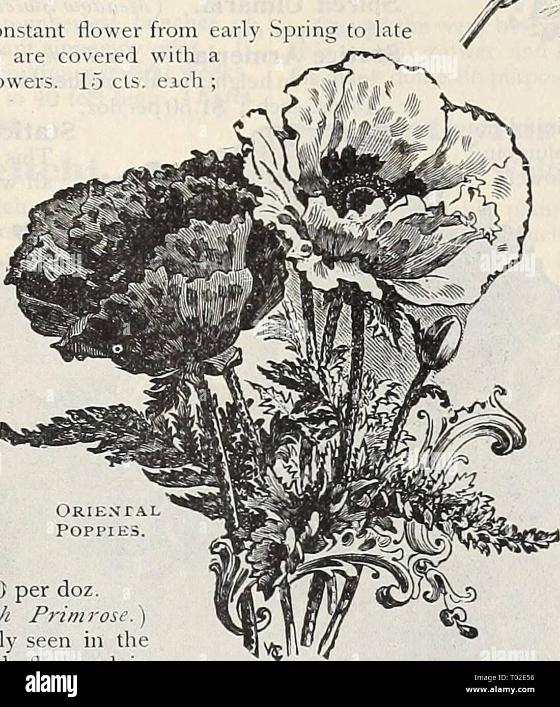Dreer's garden calendar : 1899 . dreersgardencale1899henr Year: 1899  HARDY PERENNIAL PLANTS. i47 Phlox Divaricata Canadensis. One of our native varieties that is but rarely met with, and which has been introduced in Europe the past few years as a novelty. A plant that is certain to meet with much favor when better known, as nothing can produce such a cheerful corner in the garden in the very early Spring, frequently beginning to bloom early in April, it continues until about the middle of June, with large bright lilac-colored (lowers, which are produced on stems about 10inches high, in large  Stock Photo