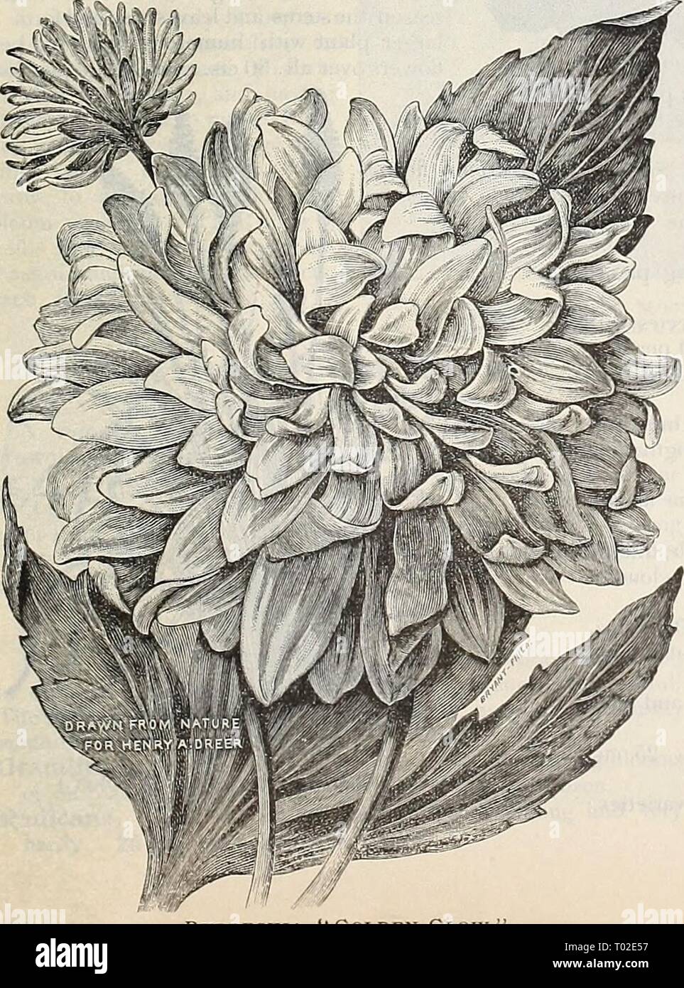 Dreer's garden calendar : 1899 . dreersgardencale1899henr Year: 1899  Platycodon Japokicu- Fl. Pi.. harbinger of Spring l.vtu    Primula Cortusoides Sieboldii. A pretty Japanese species with large rose or lavender-colored flowers, pro- duced in denseheads, 10 inches high. 15 cts. each ; $1.50 per doz. Pyrethrum Hybridum Fl. PI. Too much cannot be said in favor of this grand hardy perennial. No class of plants gives a wider range of colors, while the form and substance of the flowers is all that could be wished ; their main season of bloom- ing is in' June, but if the old flower stems are remov Stock Photo
