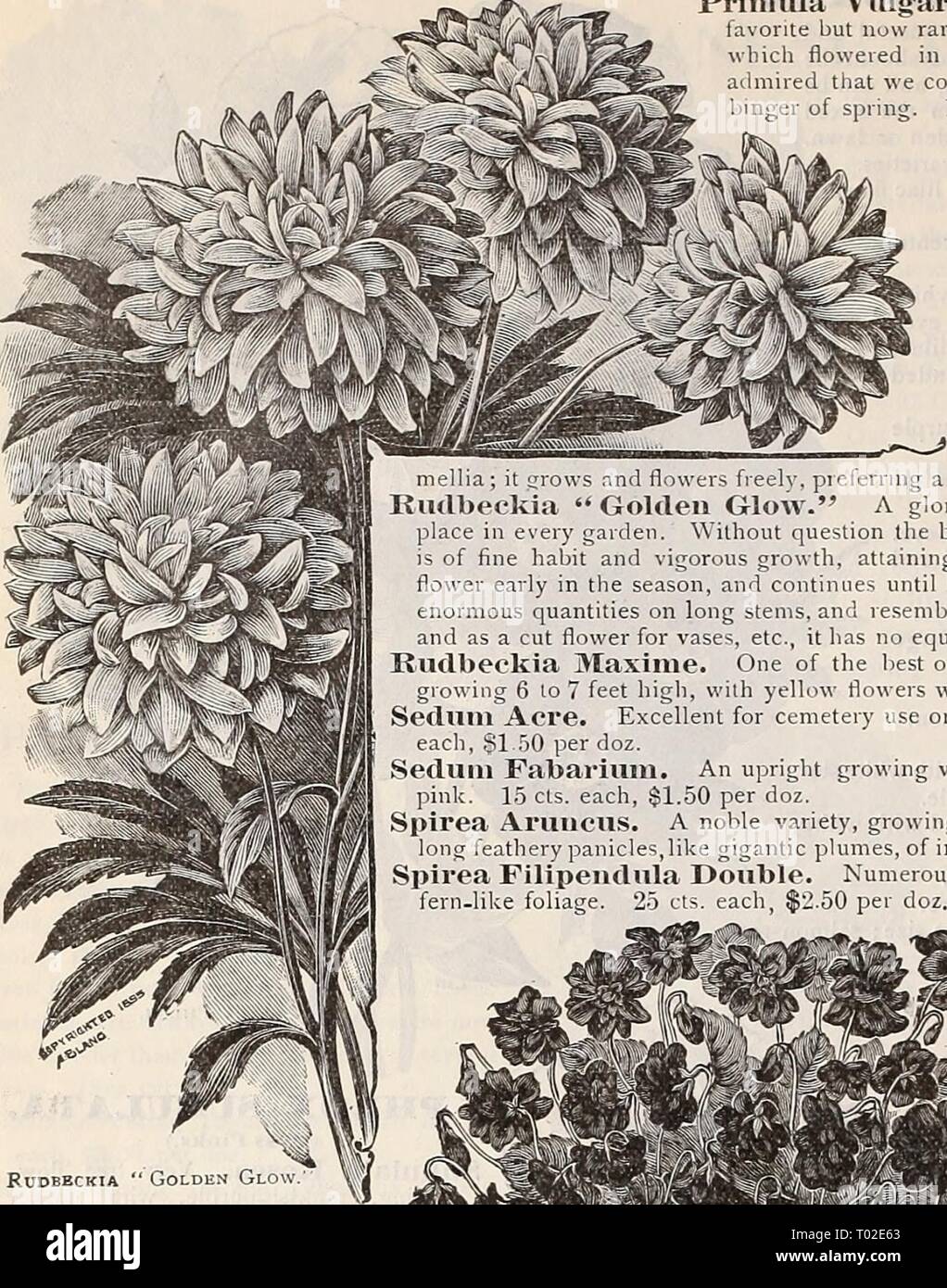 Dreer's garden calendar : 1898 . dreersgardencale1898henr Year: 1898  148 SELECT HARDY PERENNIALS. Primula Vlllg'aris (^The English Primrose). This is an old favorite but now rarely seen in the modern garden. A few plants which flowered in our trial grounds last spring were so much admned that we concluded to prepare a large stock of this har- limgei of spimg. 15 cts. each, §1.25 per doz. Prinmla Cortusoitles Sieboldii. A pretty Japanese species with large rose or lavender-colored flowers, produced in dense heads 10 in. high. 15c. each, $1.50 per doz. Prinmla Rosea. A pretty, compact- growing, Stock Photo