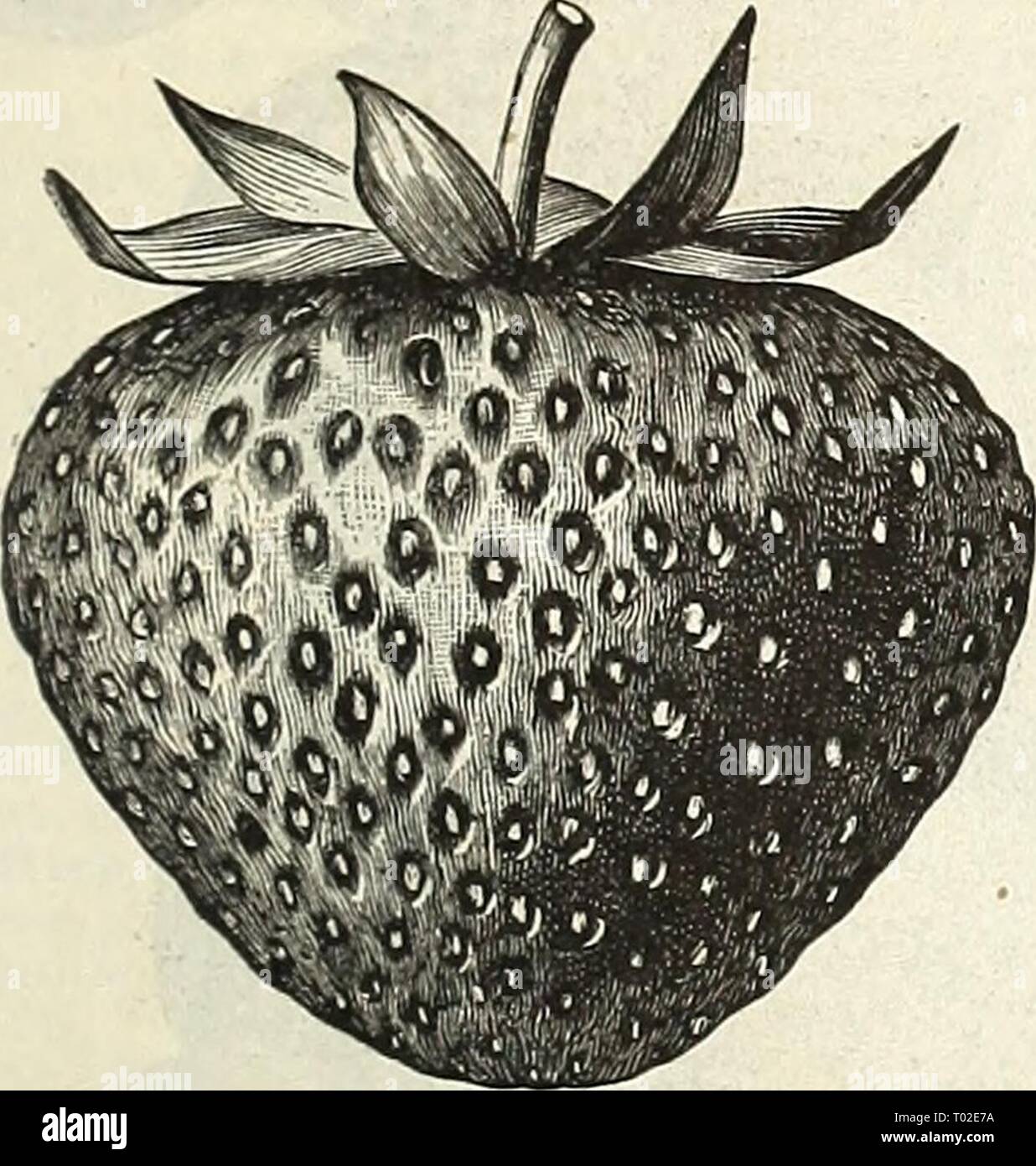 Dreer's garden calendar for 1888 . dreersgardencale1888henr Year: 1888  NURSERY DEPARTMENT. 133 STRAWBERRIES-Conimued. Cumberland Triumph. Large, light red; regular iu form and size, and of fine quality. 50 cts. per doz.; $1.50 per 100 ; $6.00 per 1,000. Daniel Boone. Very large, conical with slight neck ; clear red ; firm and of good quality. 75 cts. per doz.; $1.50 per mo ; $10.00 per 1,000. â Glendale. Large; firm; attractive color; rather acid ; a prolific hearer. A profitable late variety. 50 cts. per doz.; $1.50 per 100; $0.00 per 1,000. Jersey Queen. Bright crimson color; very firm ; sw Stock Photo