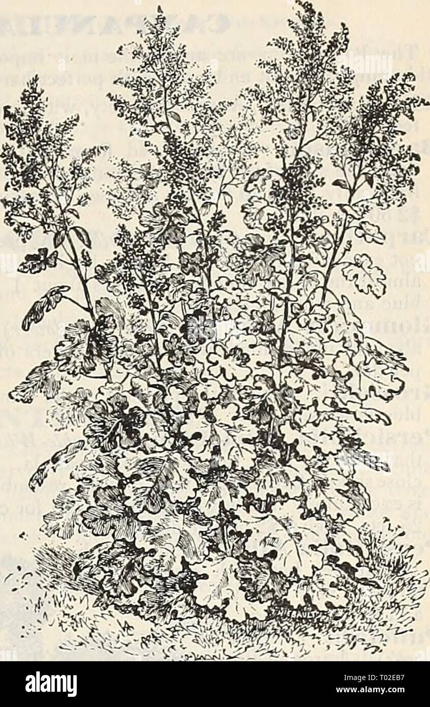 Dreer's garden calendar : 1900 . dreersgardencale1900henr Year: 1900  l.itmRTADREERWILADftPHIA'J^A'W/HARDY mmmi Mm 153 BAPTISIA (False Indigo). Australis. A strong-growing plant, suitable either for the border or wild- garden, with dark green, deeply cut foliage, and spikes of dark blue flowers. 25 cts. each ; $2.50 per doz. BKL,L,IS PERENNIS (EngUsl. Daisy). Snow Crest. A very much improved form of the double English Daisy, having large and finely formed double white flowers. (See cut.) 10 cts. each; ^1.00 per doz. BOCCONIA. (Plume Poppy, or Tree Celandine.) Cordata. A noble, hardy perennial, Stock Photo