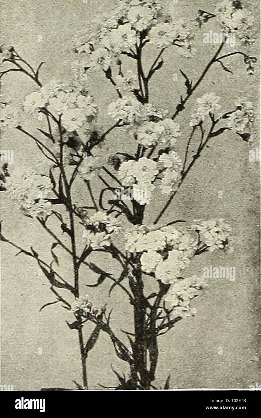 Dreer's garden calendar : 1903 . dreersgardencale1903henr Year: 1903  Achillea. ' The Pearl.' (156) For New and Rare Hardy Perennial Plants see pages 99 to 104. Stock Photo