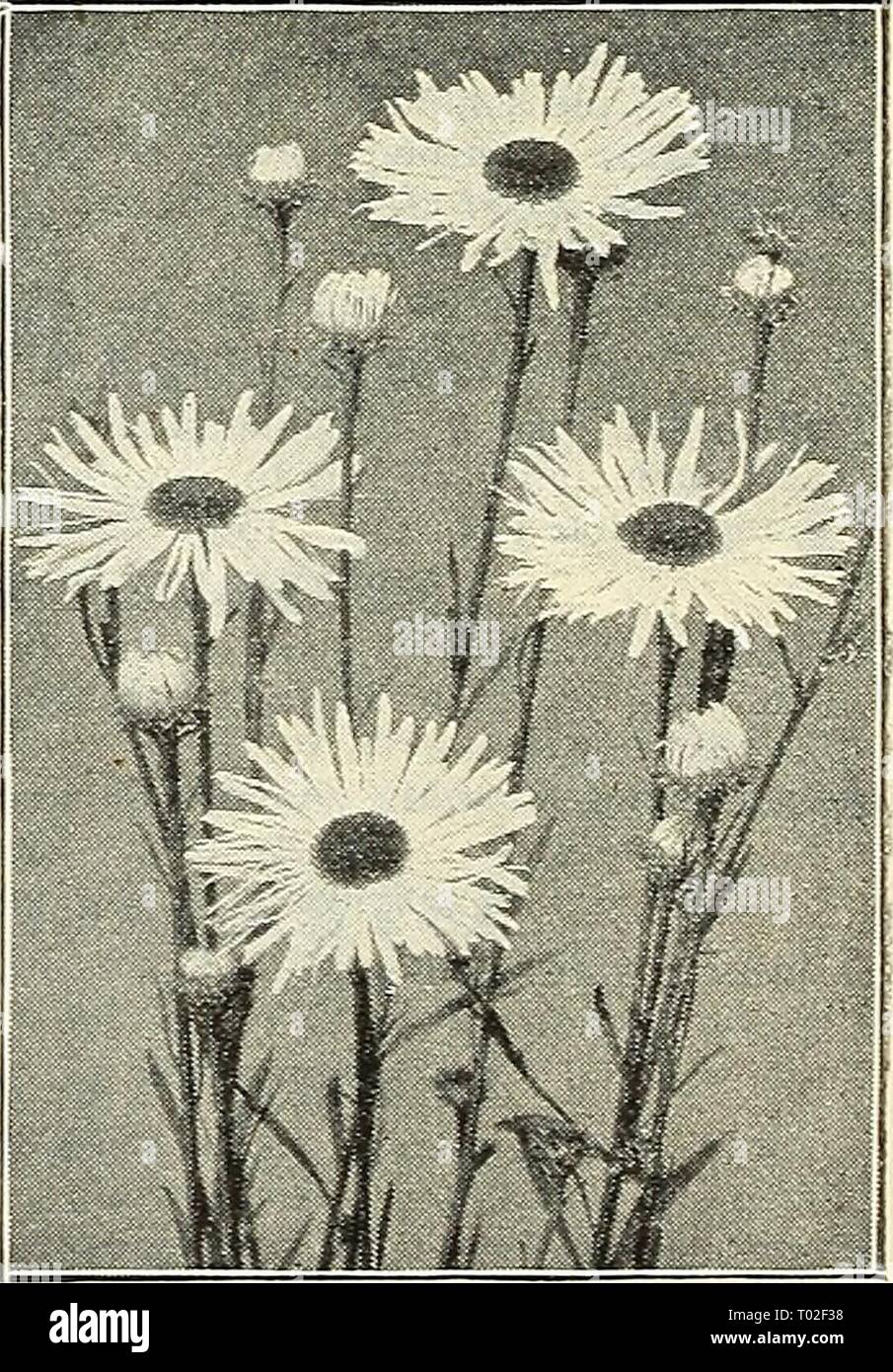 Dreer's garden calendar : 1903 . dreersgardencale1903henr Year: 1903  RARE HARDY ASTER. Grandiflorus, The finest of all and distinct in character and flower from all others. The flowers fre- quently measure 2 inches in diam- eter, are of a lovely violet-blue. It is the latest-flowering variety in cultivation — November — and by lifting the plants can be flowered ir&gt; connection with Chrysanthemums, where its effect is very beautiful. 25 cts. each ; $2 50 per doz. Bocconia Cordata.    Boltonia Latisquama. If yeu wish something unique and different from your neighbors, plant a bed of the New R Stock Photo