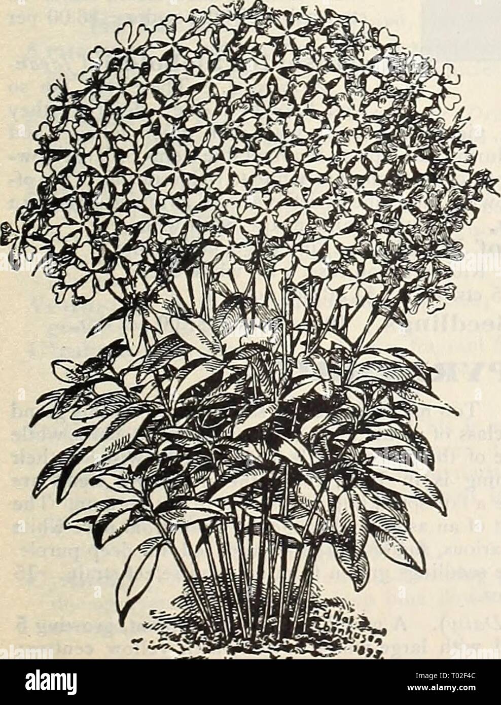 Dreer's garden calendar : 1900 . dreersgardencale1900henr Year: 1900  Phlox Subulata.    Phlox Divakicata Canadensis. Hardy Perennial Phlox. PHI^OX. Divaricata Canadensis. One of our native varieties that is but rarely met with, and which has been introduced in Europe the past few years as a novelty. A plant that is certain to meet with much favor when better known, as nothing can produce such a cheerful corner in the garden in the very early spring; frequently beginning to bloom early in April, it continues until about the middle of June, with large bright lilac-colored flowers, which are pro Stock Photo