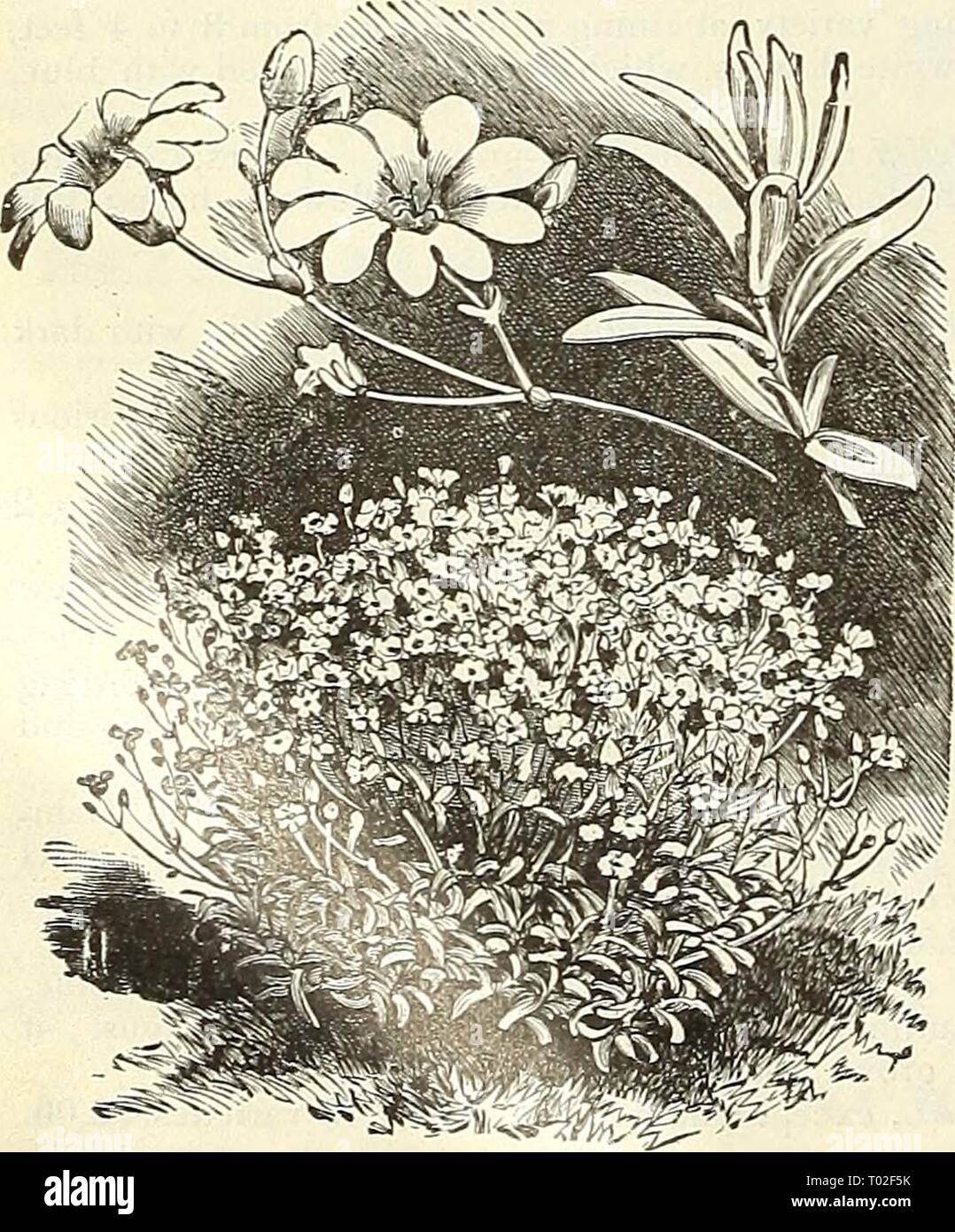 Dreer's garden calendar : 1903 . dreersgardencale1903henr Year: 1903  Carvopteris Mastacanthus.    Ceanothus. Cerastium Tomentosum. CENTAUREA. (Hardheads, or Knapweed.) Babylonica. Grows 5 to 6 ft. high; silvery-white foliage and yellow flowers during July and August. Glastifolia. A pretty Caucasian species with an abundance of sil- very thistle-like heads of yellow flowers on 3 to 4 feet high plants July to September.. Hirta nigra variegata ( Variegat- ed Button Weed). Prettily varie- gated green and gold foliage, and during July and August purple flowers; 2 feet. Macrocsphala. Huge thistle-l Stock Photo