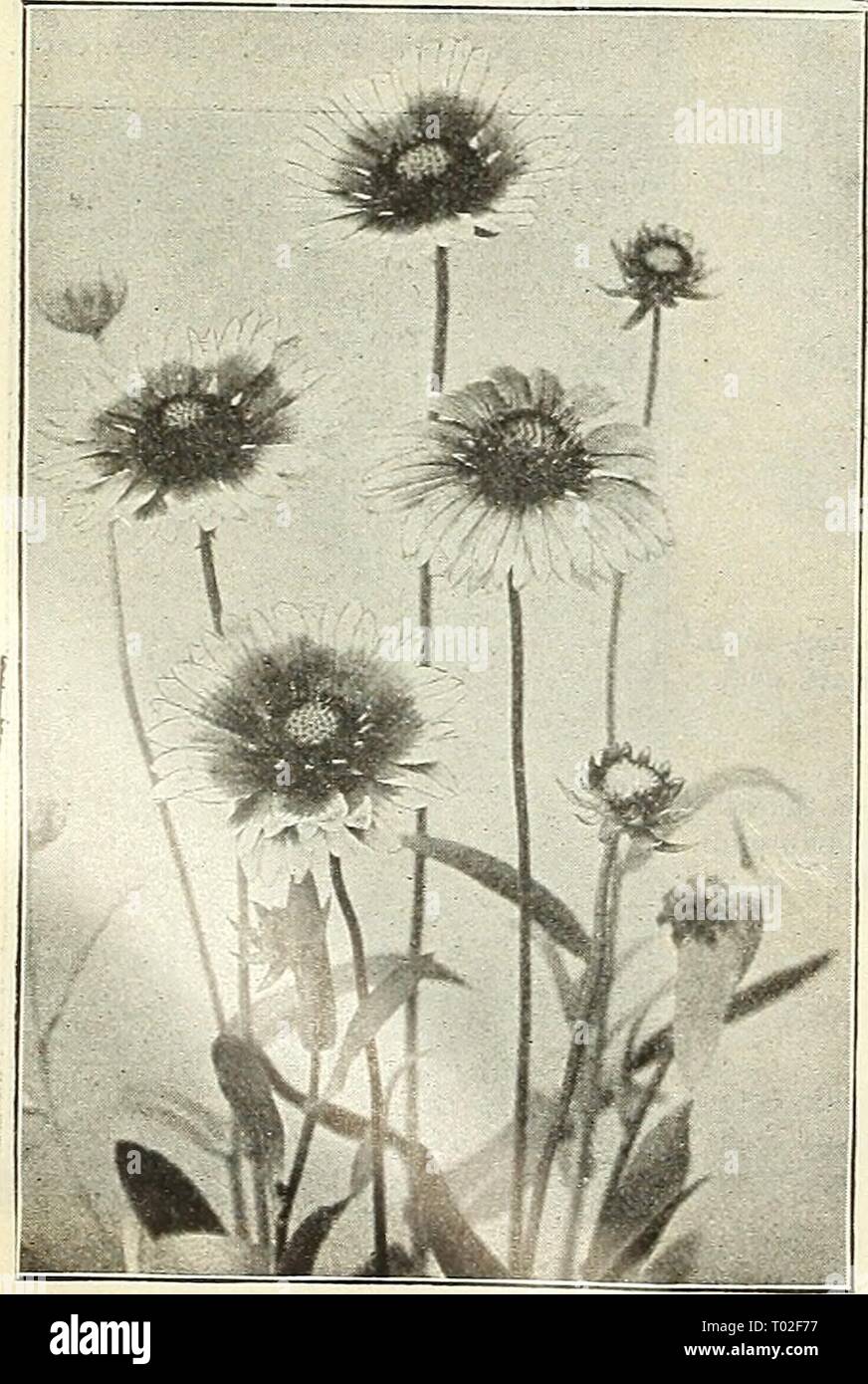 Dreer's garden calendar : 1903 . dreersgardencale1903henr Year: 1903  Euphorbia Corollata.    Gaillardia Grandiflora. GALEGA (Goat's Rue). Officinalis. A useful border plant, producing showy racemes of rosy-purple flowers in great profusion during July and Aug- ust: height, 2 feet. Officinalis Alba. A white- flowered form of the above. 15 cts. each; §1.50 per doz. GAILLARDIA. Grandiflora. One of the show- iest and most effective hardy plants; beginning to flower in June, they continue one mass of bloom the entire season ; they will thrive in almost any soil or position, but respond freely to l Stock Photo
