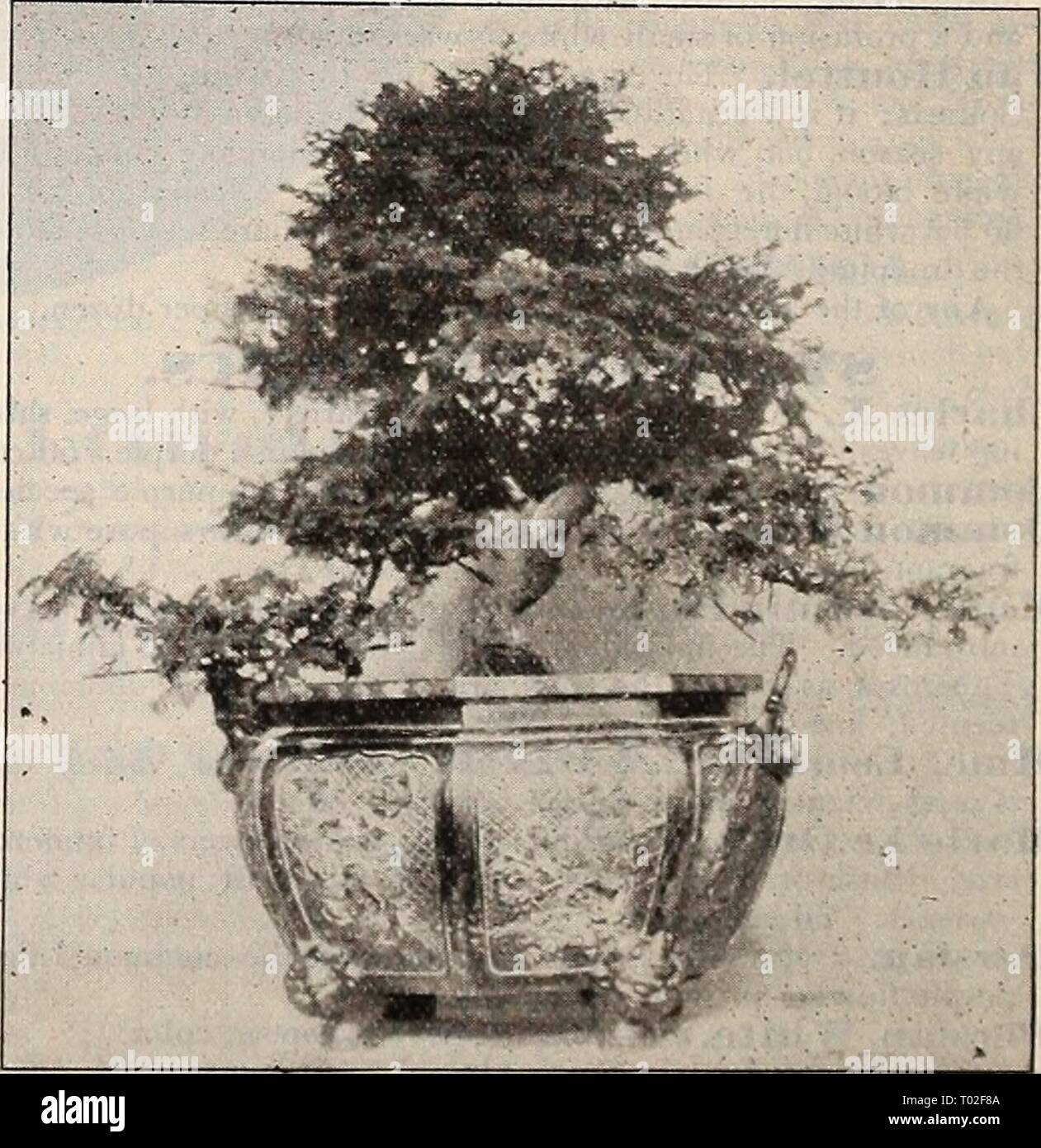 Dreer's garden calendar : 1900 . dreersgardencale1900henr Year: 1900  IVEIGEEIAS. Eva liathke. It is rarely that we notice decided novelties in this popular shrub, but in this variety we certainly have a grand acquisition, a variety that is at once a re- markably free bloomer and en- tirely distinct color, being a rich reddish- purple, quite different from anything here- tofore offered. (See cut.) 50 cis. each. Candida. Fine pure white flowers of large size. Rosea. The best known species and the best of â ir' its color. Rosea Nana Variegata. A neat dwarf shrub, valuable for the clearly defined Stock Photo