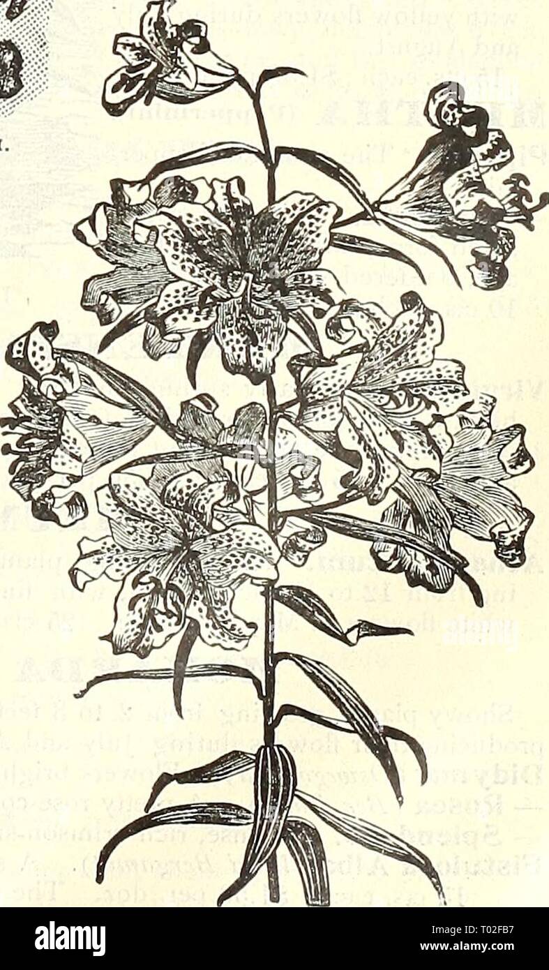 Dreer's garden calendar : 1903 . dreersgardencale1903henr Year: 1903  Lilium Speciosum Rubrum LlATRIS. EIEIUM (tiiy). All well-regulated herbaceous bor- ders should have a few Lilies scattered through them, including Auratum, Candidum, Speciosum varieties, etc., etc. The sorts offered below can be planted with excellent results during the spring months. It is in the hardy border that Lilies do best, as they get the benefit of the shade of the surrounding plants, which is so necessary for their welfare. Auratum {Gold banded Lily). Large, graceful flowers, composed of six petals of a delicate iv Stock Photo