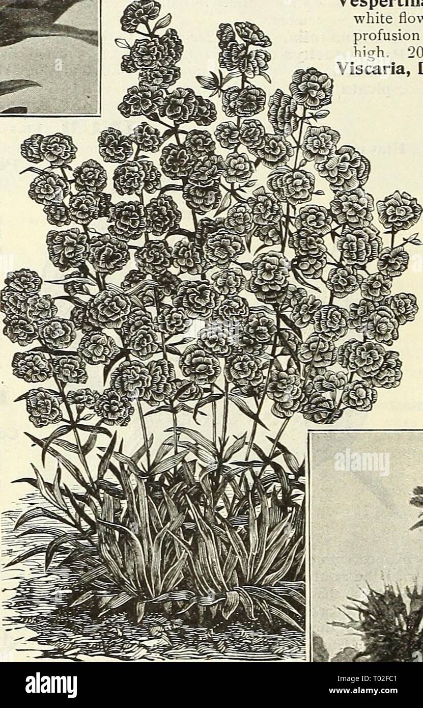 Dreer's garden calendar : 1903 . dreersgardencale1903henr Year: 1903  Lysimachia Clethroides. LYSIMACHIA. iX,oose-strife.) Ciliata {Fringed Loose-strife). Grows 2 feet high, with lemon- yellow flowers in July. Clethroides {Loose-strife). A fine hardy variety, growing about 2 feet high, with long, dense, re- curved spikes of pure white flowers from July to September. (See cut.) Nummularia {Creeping fenny, or Money-wort). Valuable for planting under trees or shrubs where grass will not grow, where it quickly forms a dense carpet. — Aurea. A golden-leaved form of the foregoing. Punctata. Plants 2 Stock Photo