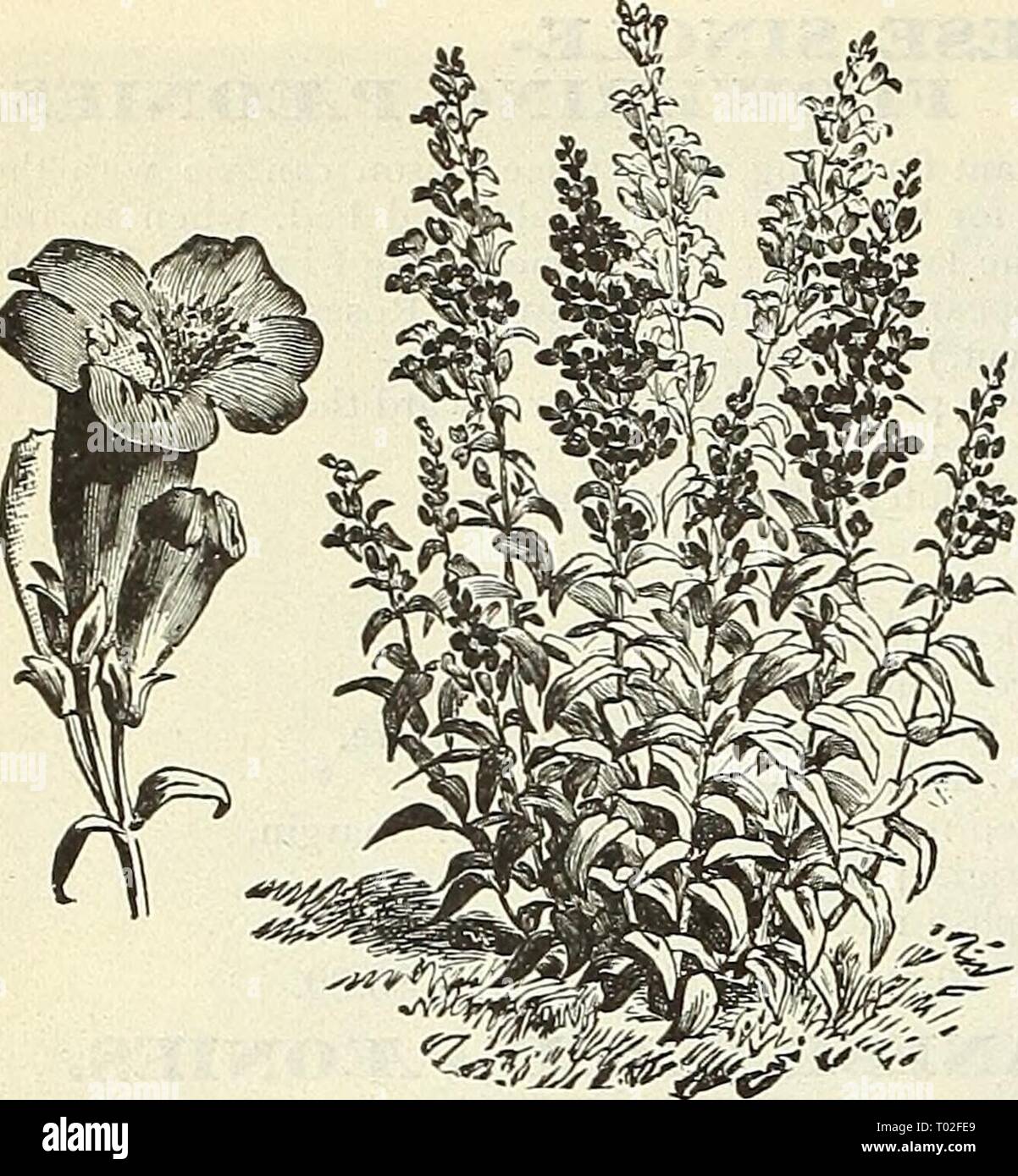 Dreer's garden calendar : 1903 . dreersgardencale1903henr Year: 1903  IHmRTADREIR MADEUWWilf HARDY PERENMIAL PLANTS    Pbntstemon Gentianoidbs. PHL03IIS. (Jerusalem Sage.) Fruticosa. Grows from 2 to 3 feet high, and bears whorls of attractive yellow flowers in June and July. 20 cts. each; $2.00 per dozen. PHYSOSTEGIA. (False Dragon Head.) One of the most beautiful of our midsummer-flowering per- ennials, forming dense bushes 3 to 4 feet high, bearing spikes of delicate tubular flowers not un- like a gigantic heather. (See cut.) Virginica. Bright but soft pink. — Alba. Pure white; very fine. 15 Stock Photo