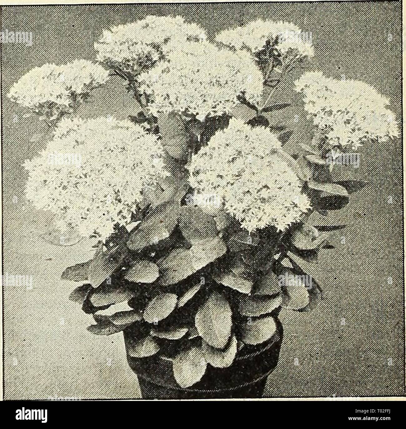 Dreer's garden calendar : 1903 . dreersgardencale1903henr Year: 1903  Senecio Pulcher. Saxifraga Pyramidalis SCABIOSA. Caucasica. One of the handsomest per- ennials we possess, and should be grown in every garden, if only for cutting pur- poses, lasting a long time when placed in water. The flowers are of a peculiarly soft and charming shade of lilac-blue, and commences to bloom in June, throwing stems 15 to 18 inches high until September. SEDUM (Stone-crop). The dwarf or creeping varieties are suit- able for rock-work, covering graves, dry, sunny banks and carpet bedding, while the taller spe Stock Photo