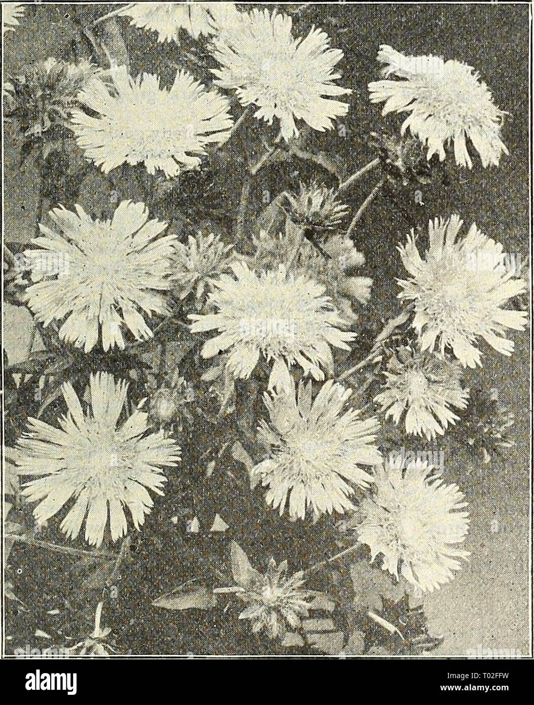 Dreer's garden calendar : 1903 . dreersgardencale1903henr Year: 1903  Statice Latifolia.    Stokusia Cyanea (Cornflower Aster). STACHVS (Woundwort). Betonica Rosea (Be/ony). Grows in spreading clumps about 10 inches high, and produces interesting 2 to 3 inch long spikes of rosy-pink flowers during June and July. Grandiflora Superba. Grows 12 to 15 inches high, with purplish-violet colored spikes of flowers. Lanata. Forms a densely-leaved mass of bright silvery-white woolly foliage and inconspicuous clusters of light purple flowers ; as a plant for edging or for clumps in the border or wherever Stock Photo