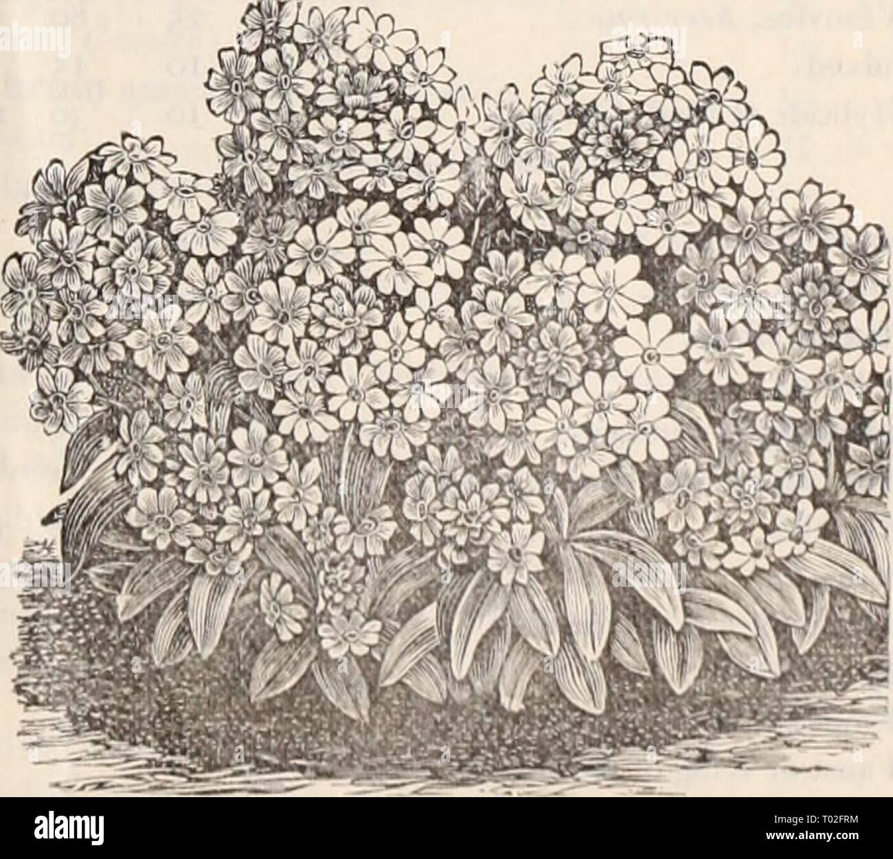 Dreer's wholesale price list / Henry A. Dreer. . dreerswholesalep1898dree Year:   Mignonette Machet. Mesembryanthemum tricolor, mixed. . . . cordifolium variegatuin Mignonette, large flowering, lb. 40 cts. . . . large flowering, pyramidal Miles' Hybrid Spiral Improved Red Victoria Golden Queen Gabrielle Defiance, ve7y large spikes Machet, frtte select stock Parson's white Salmon Queen, highly colored Golden Machet, ne-a', fine Mimosa Y&gt;xdca [Sensitive Plant) ....... Mimulus moschatus [Musk Plant) tigrinus mixed [Monkey Flou^er) Mina lobata 'l fine Sanguinea / annual climbers Momordica bal Stock Photo