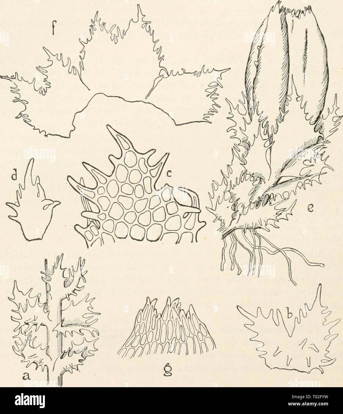 Dr. L. Rabenhorst's Kryptogamen-Flora von Deutschland, Oesterreich und der Schweiz . drlrabenhorstskr0602rabe Year: 1912  ]^94: Cephaloziclla. Cephaloziella phyllacanthai) (C. Mass. und Carestia) K. M. Synouyme: Autbelia phyllacautha C. Massalougo et Carestia, Ep. Alpi Peuu. Nuov. Giorn. Bot. Ital. vol. XII. S. 340 (1880). Cephaloziella phyllacautha C. Massalongo uud Carestia, Ep. Alpi Peuii. Ulter. Oss. Nuov. Giorn. Bot. Ital. vol. XIV. S. 242 (1882).    Fig. 57. Cephaloziella phyllacautha. a Steugelstück mit Blättern, Verg, *°/i; ^ einzelnes Blatt ausgebreitet, mit zapfeu- förmigen Auswüchse Stock Photo