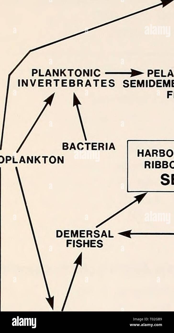 The Eastern Bering Sea Shelf : oceanography and resources / edited by Donald W. Hood and John A. Calder . easternberingsea00hood Year: 1981 820 Marine mammals PELAGIC NEKTONIC INVERTEBRATES PLANKTONIC ► PELAGIC & INVERTEBRATES SEMIDEMERSAL FISHES PHYTOPLANKTON i HARBOR, SPOTTED RIBBON, RINGED SEALS MACRO IN- AND EPIFAUNAL -^ JNVERTEBRATES •NEKTOBENTHONIC INVERTEBRATES n MICRO IN- AND EPIFAUNAL INVERTEBRATES DETRITUS BACTERIA Figure 49-2. Generalized food web for harbor, spotted, ribbon, and ringed seals in the Bering Sea. BEARDED SEALS Stock Photo