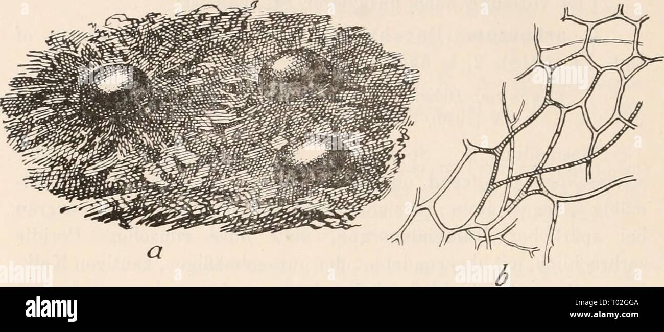 Dr. L. Rabenhorst's Kryptogamen-Flora von Deutschland, Oesterreich und der Schweiz . drlrabenhorstskr0110rabe Year: 1920  194    Fig. 70. Colloderma oculatum (Lippert) G. Lister. i) Drei dem Substrat aufsitzende Sporangieu ('Vi); b) Capillitium (^*'/, a uach der Natur, b iiacli Lippert. wird die zentrale Partie zuerst weiß, alsdann ^raii, gegen die obere Kugelkalotte ansteigend, schärfere Umrisse annehmend und mehr und mehr undurchsichtig werdend. Dieses graue Kügelchen, das zum späteren Sporangium wird, färbt sich zu- sehends dunkler, wird mitunter sogar schwarz und sprengt in der Regel seine Stock Photo