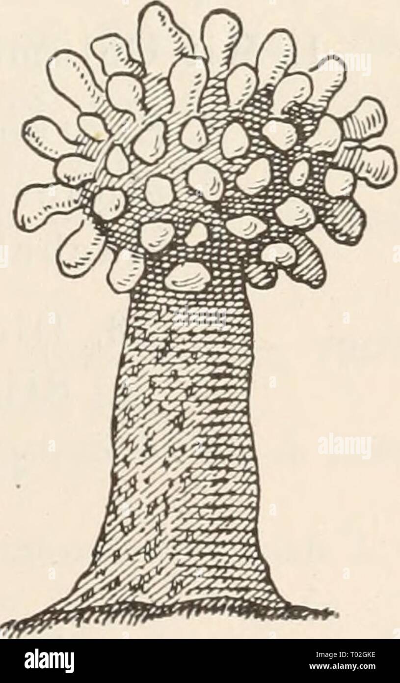 Dr. L. Rabenhorst's Kryptogamen-Flora von Deutschland, Oesterreich und der Schweiz . drlrabenhorstskr0110rabe Year: 1920  Fig. 71. Physarina echinocephala V. Höhnel. a) Gruppe von Sporangien, eines davon ge- öifnet (''o/i); b) Capillitium (2«). — Nach Lister.    Fig.72.Physarina echi- nocephala V. Höhnel. Sporangium (*7i)- — Nach V. Höhnel. 13* Stock Photo