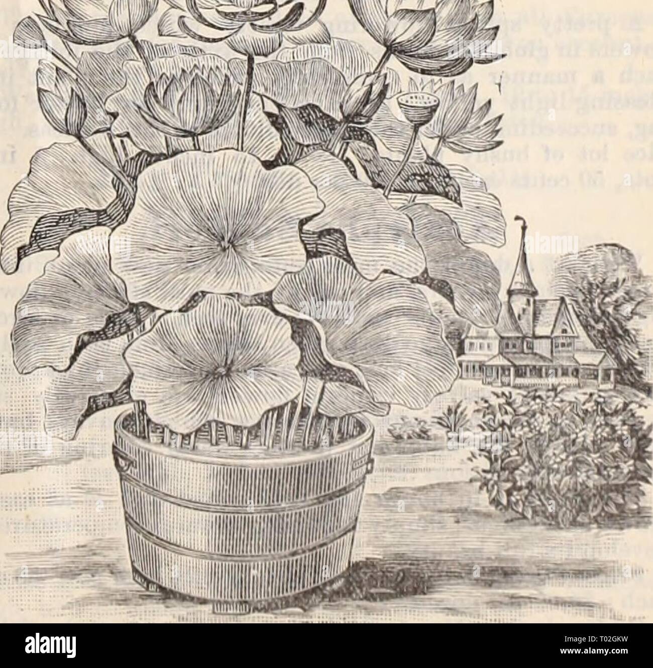 Dreer's wholesale price list / Henry A. Dreer. . dreerswholesalep1898dree Year:   Nymph^a Zanzibarensis. Tender Water Lilies. Victoria Trickeri $5.00, $7.50 and $10.00 each. ' Randii $5.00, |7.50 and $10.00 each. Each. Per doz. Per 100. Euryale Ferox Nymphsea Columbiana ' Coerulea ' Deaniana ' Delicatissima ' Devoniensis '' Dentata '' Elegans ' Flava ' Geo. Huster (new) .. ' Gigantea ' Gracilis ' Jubilee ' Lotus ' â¢Pulcherrima ' Mexicana ' O'Marana ' Scutifolia ' Rubra ' ' Rosea ' Zanzibarensis, purple ' ' Azurea. ' ' Rosea.. ' Smithiana ' Sturtevantii Hardy Water Nelumbium Speciosum ' ' extr Stock Photo