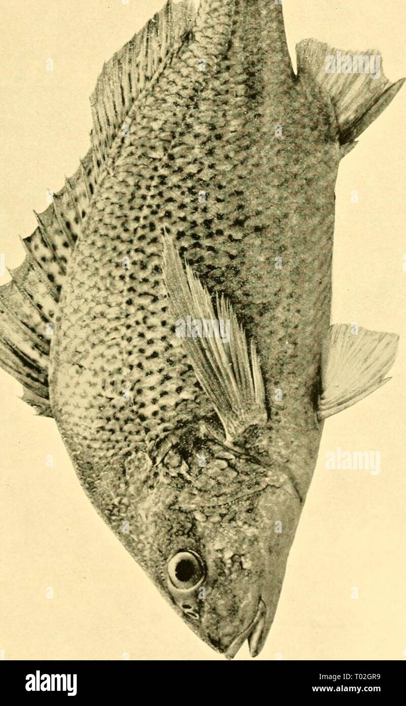 The edible fishes of New South Wales: their present importance and ...
