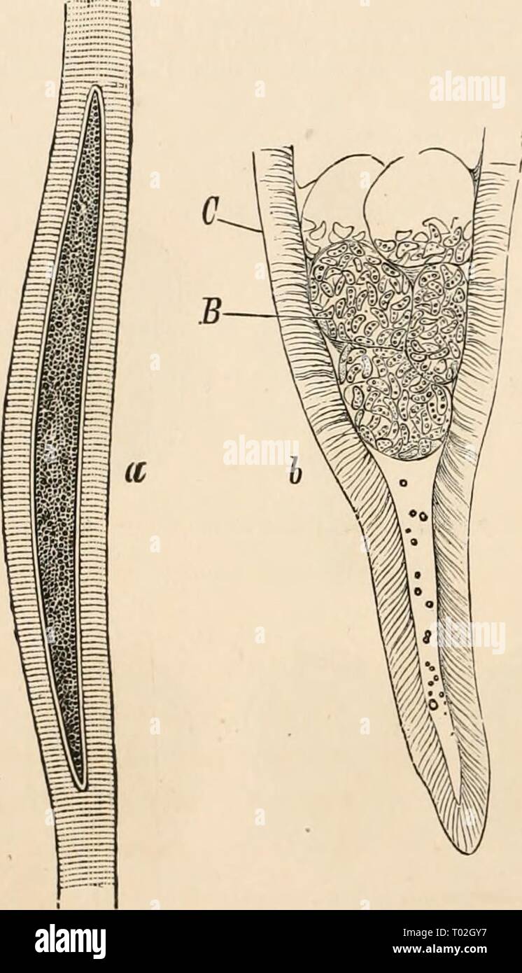 Elementary text-book of zoology . elementarytextbo0101clau Year: 1884  208 PROTOZOA. the central mass. The structure of the body may be complicated by the pre- sence of a partition wall which parts off the anterior end from the main mass of the body. The anterior portion of the body gets in this way the appearance of a head, upon which there may be formed here and there prominences in the form of hooks and processes for the purpose of attachment. Nourishment is effected by endosmosis, through the external walls. Motion is confined to slow gliding forward of the feebly contractile bod}'. In the Stock Photo