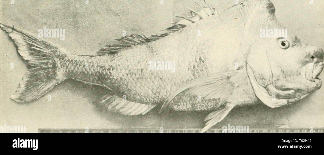The edible fishes of New South Wales; their present importance and ...