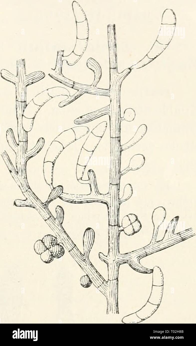 Dr. L. Rabenhorst's Kryptogamen-Flora von Deutschland, Oesterreich und der Schweiz . drlrabenhorstskr0109rabe Year: 1910  203 Durch die zweierlei Konidien zeiclmet sicli die Gattung besonders aus. Ableitung des Namens von Sarcina (Paket). 2023. S. lieterospora Sacc. Fungi ital. Tal). 126 (1877). Syll. IV, 548 (cfr. Xiiov. Giorn. Bot. Ital. VII, 299 (1875;). Exs. Saccardo Myc. venet. 153, 154; D, Saccardo Myc. ital. 1395, 1396^ Rabenhorst Fungi eur. 2684; Kunze Fungi sei. 590. Hyphen kriechend, dicht verzweigt und verflochten, weitläufig septiert, schwärz- lich, kohlschwarze, leicht abziehbare, Stock Photo