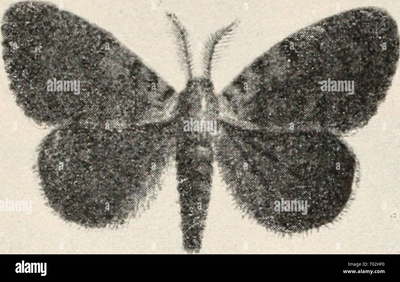 Pictures Of Moths In Pa