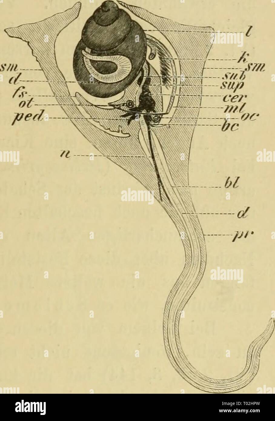 Dr. H.G. Bronn's Klassen und Ordnungen des ThierReichs