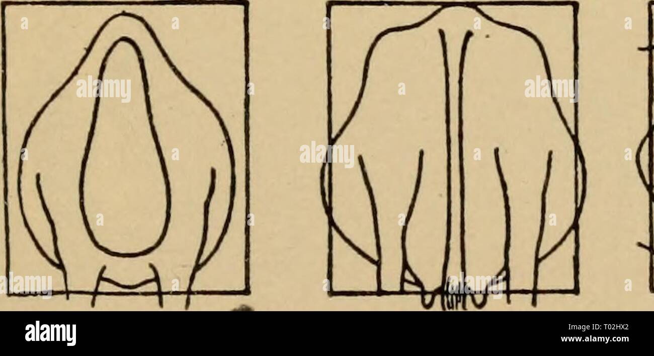 Elementary principles of agriculture; a text book for the common schools . elementaryprinci00ferg Year: 1908  Fig. 126. Outlines of shape of beef cow as compared with parallelograms. lines (see Fig. 127), and a tendency to develop flesh at an early age. Careful breeders prefer the animal that locates a large amount of its flesh where it is worth most, i. e., in regions supplying the valuable cuts of steak. (See Fig. 128.) Animals having these qualities so fixed by repeated selections that they regularly appear in the offspring, belong to the beef-breeds. 269. The Shorthorn, like the Herefords, Stock Photo