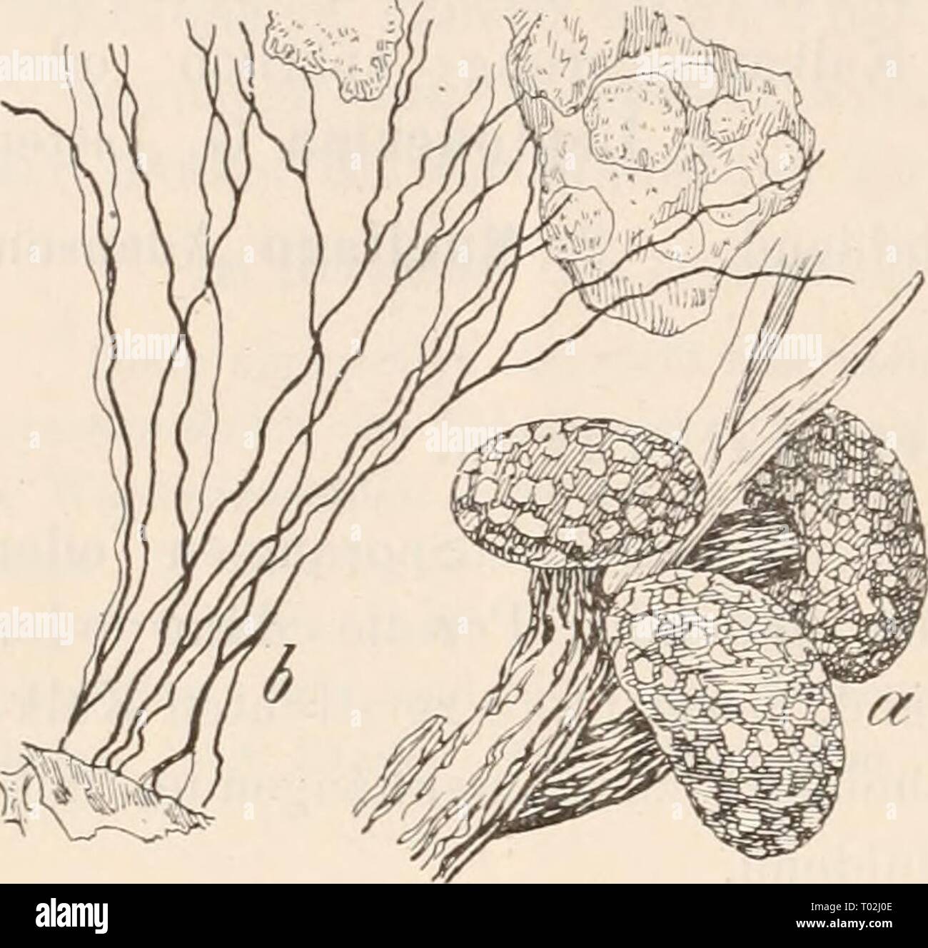 Dr. L. Rabenhorst's Kryptogamen-Flora von Deutschland, Oesterreich und der Schweiz . drlrabenhorstskr0110rabe Year: 1920  204 Lepidoderma. Gestielte oder sitzende Einzelsporangien oder Plasmodiokarpien. Peridie mit zahlreichen Kristallschüppchen oder Kristallscheiben, daher gescheckt. Capillitium meist ohne Kalk. Fig.76. Lepidoderma tigrinum CSchrader) Rost. -- Nach Lister. a) Sporangiengruppe (''/i); Capil- litium, oben ein Fragment der Peridie mit Kristallschuppeu (''/i)-    Leptoderma. Sitzende oder kurz gestielte, kugelige oder halbkugelige Einzelsporangien mit oberwärts häutiger und dünne Stock Photo