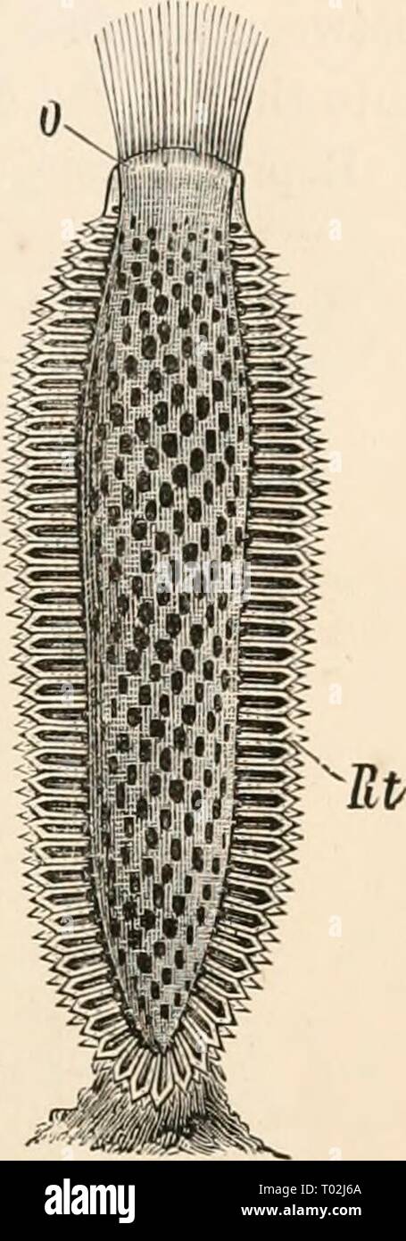 Elementary text-book of zoology . elementarytextbo0101clau Year: 1884  PORIFEBA. 21' Amongst the calcareous Sponges, the simple Sponge with inhalent pores and terminal osculum (Olt/nthns-iovm) is represented by the stock-forming Leucosolenia (Grantia), which is composed of numerous hollow cylinders. The structure of this sponge has been described by Lieberkiilm. In the Syconidce, the body cavity has a more complicated form. The central space opens into secondary peripheral spaces or radial tubes, which are lined by ciliated cells, and open externally through the inhalent pores (fig. 162). In o Stock Photo