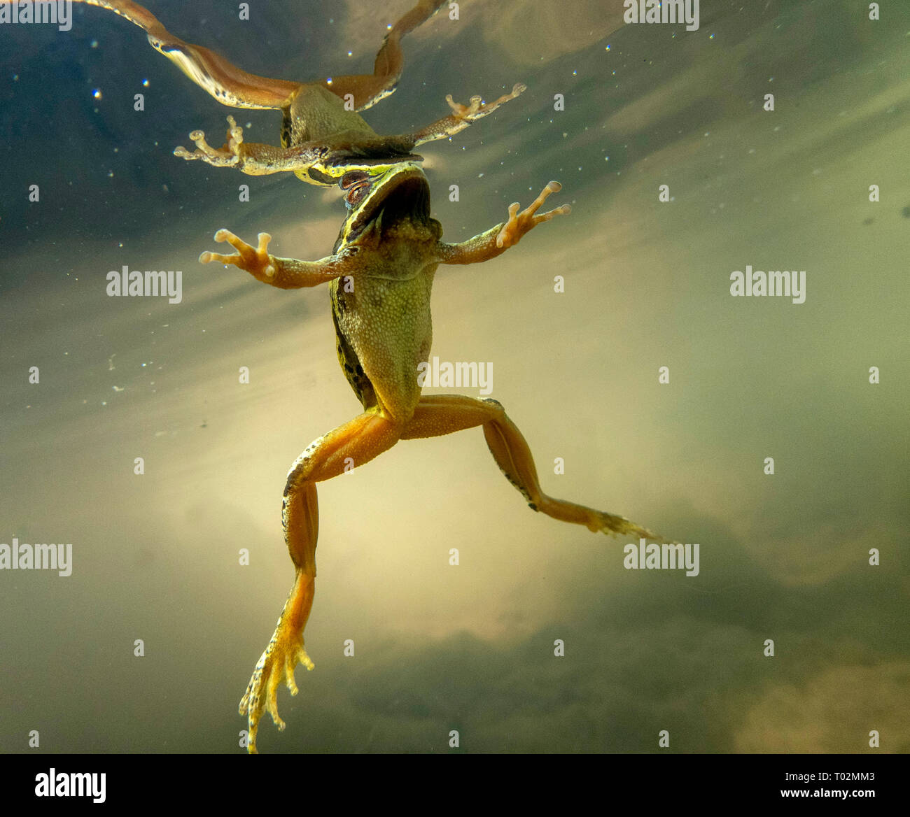 Elkton, OREGON, USA. 16th Mar, 2019. A wild Pacific tree frog floats in