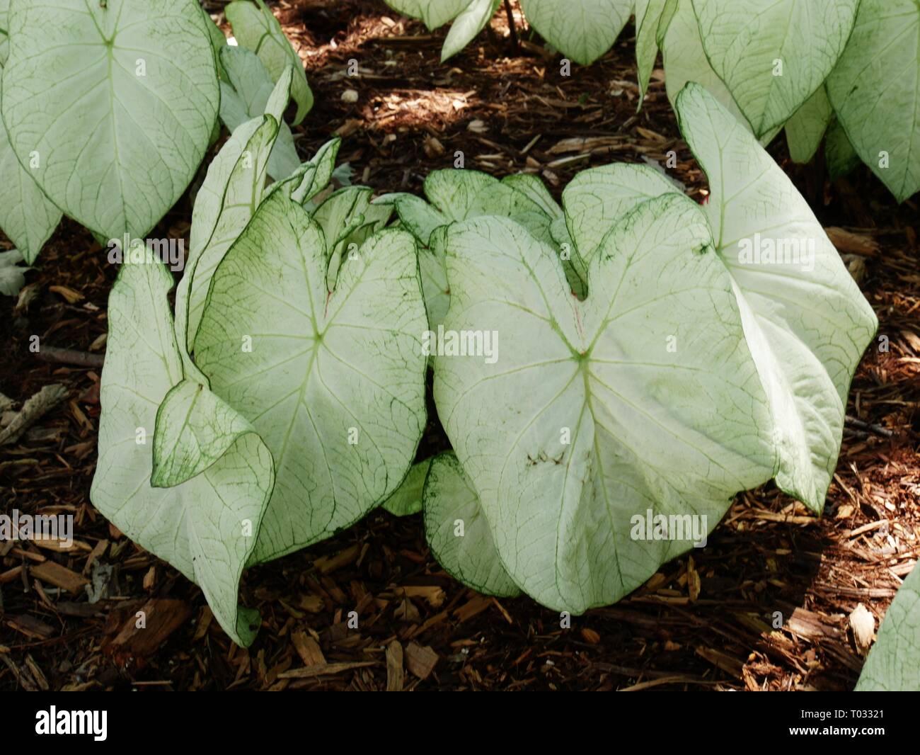 Caladium bulb plants growing in the ground Stock Photo Alamy