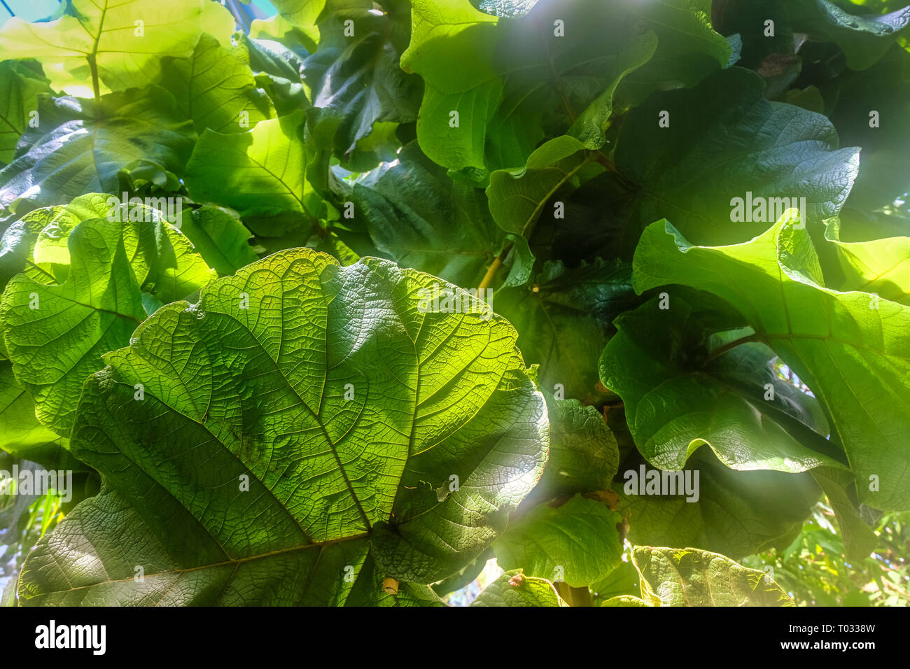 The green tropical leaves in botanical garden. Texture for design and decor Stock Photo