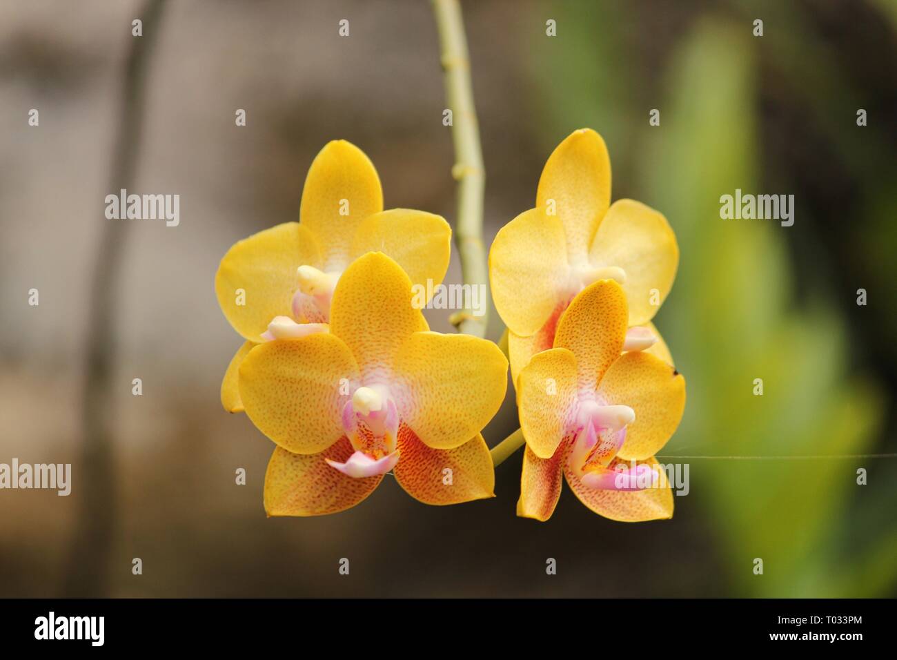 Also called Trigeneric hybrid orchid or Arachnis, Ascocentrum and Vanda Stock Photo
