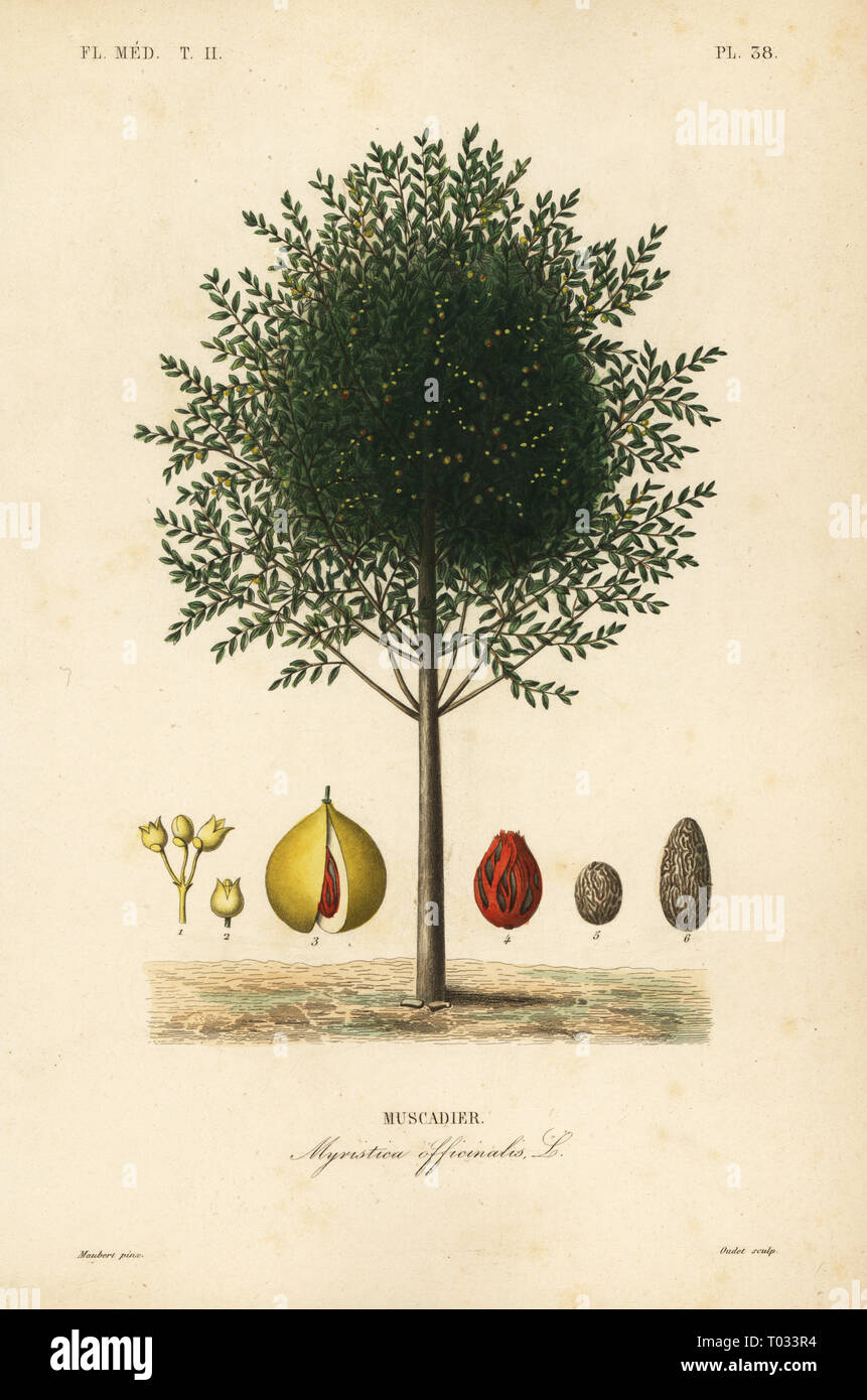 nutmeg mace tree myristica fragrans high resolution stock photography and images alamy
