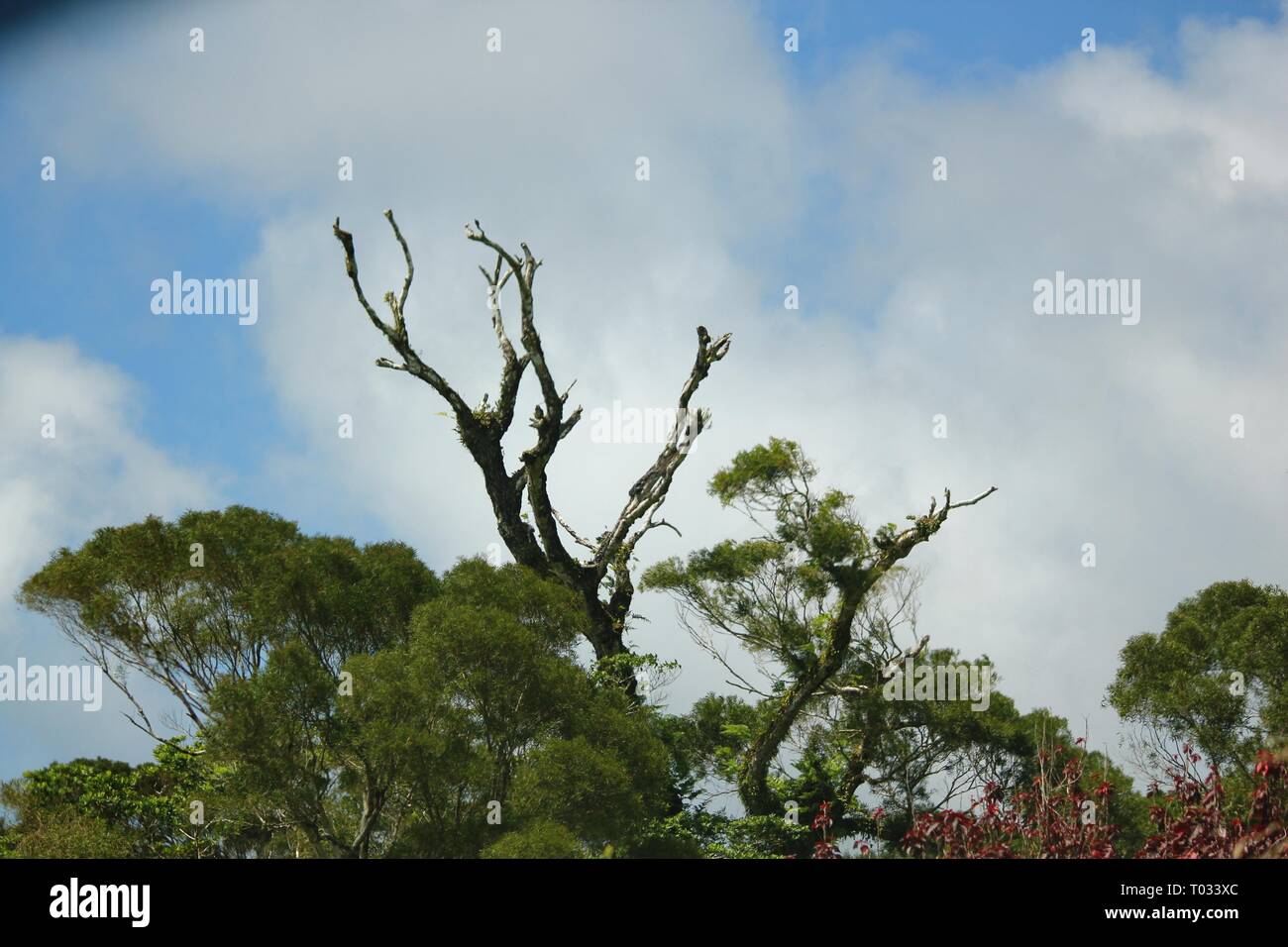 Leafless tree rising above tree tops with blue and white skies in the ...