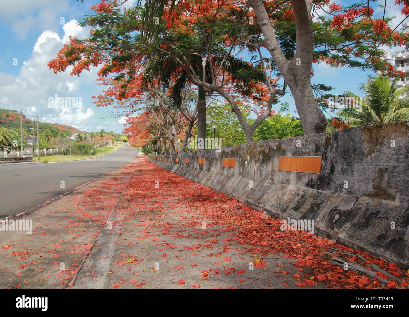 Wide shot of roadsides filled with flame tree flowers shower, Saipan, Northern Mariana Islands Stock Photo