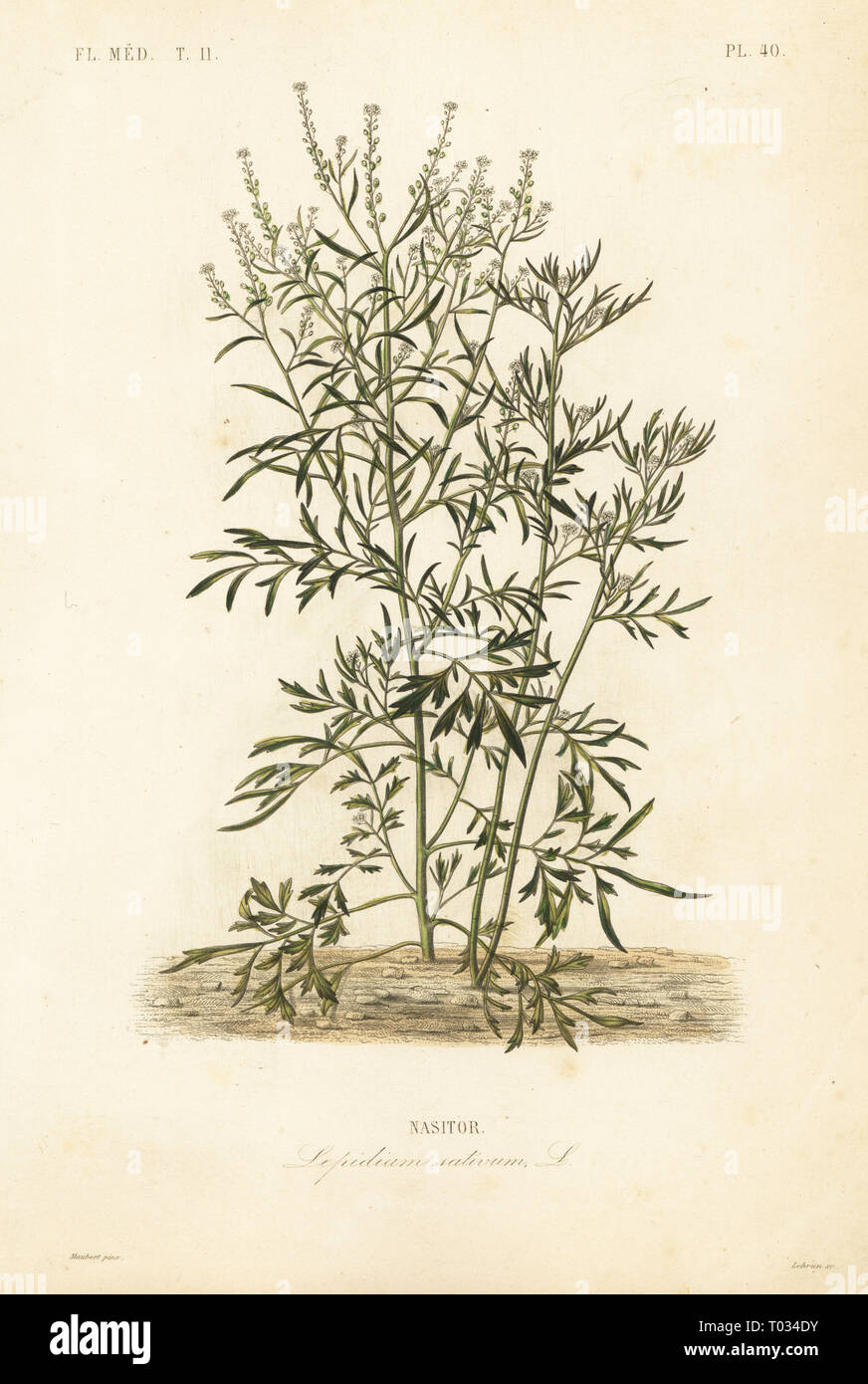 Garden cress, mustard and cress or pepperwort, Lepidium sativum, Nasitor. Handcoloured steel engraving by Lebrun after a botanical illustration by Edouard Maubert from Pierre Oscar Reveil, A. Dupuis, Fr. Gerard and Francois Herincqâ€™s La Regne Vegetal: Flore Medicale, L. Guerin, Paris, 1864-1871. Stock Photo